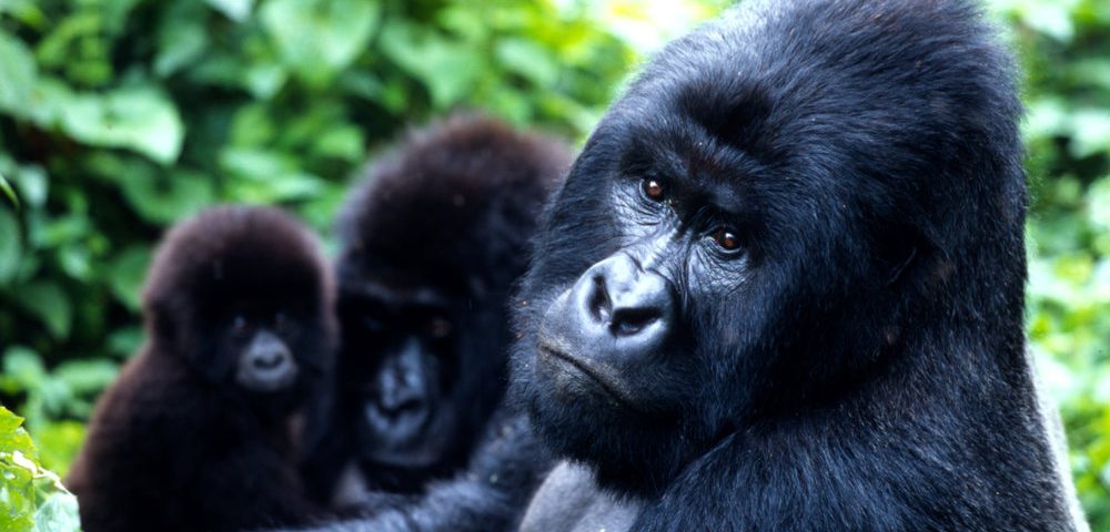 Bwindi Gorilla family