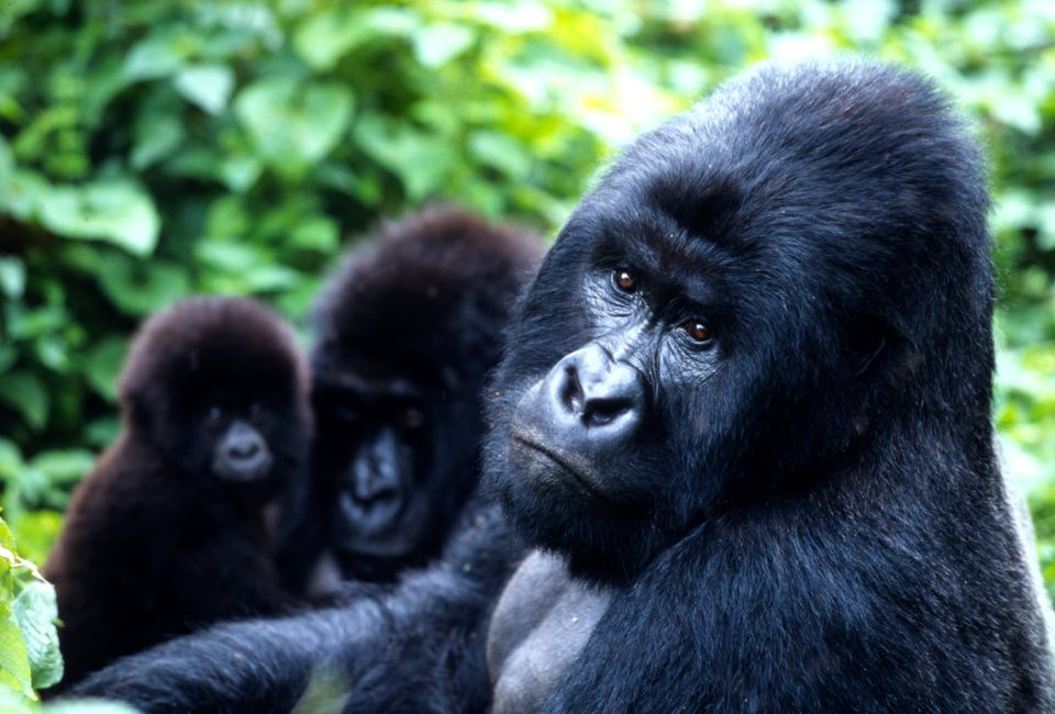 Bwindi Gorilla family