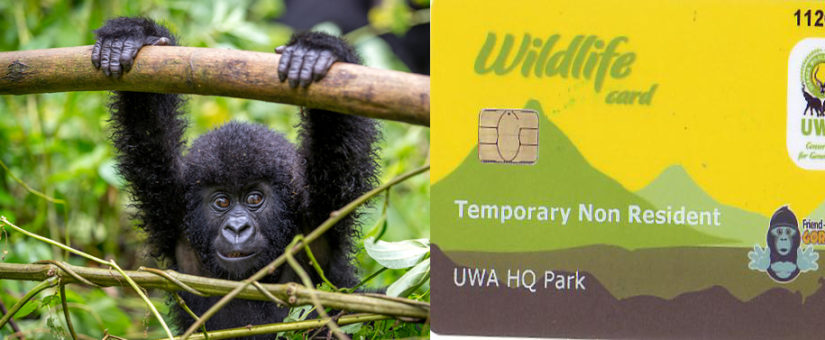 Uganda gorilla permit for 2021/2022: How to Book a Gorilla Permit in Uganda