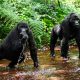 9 Top Facts about Bwindi Impenetrable National park