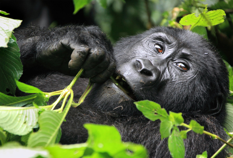 Mountain Gorilla diets. What do Gorillas Eat? – Mountain Gorilla safaris