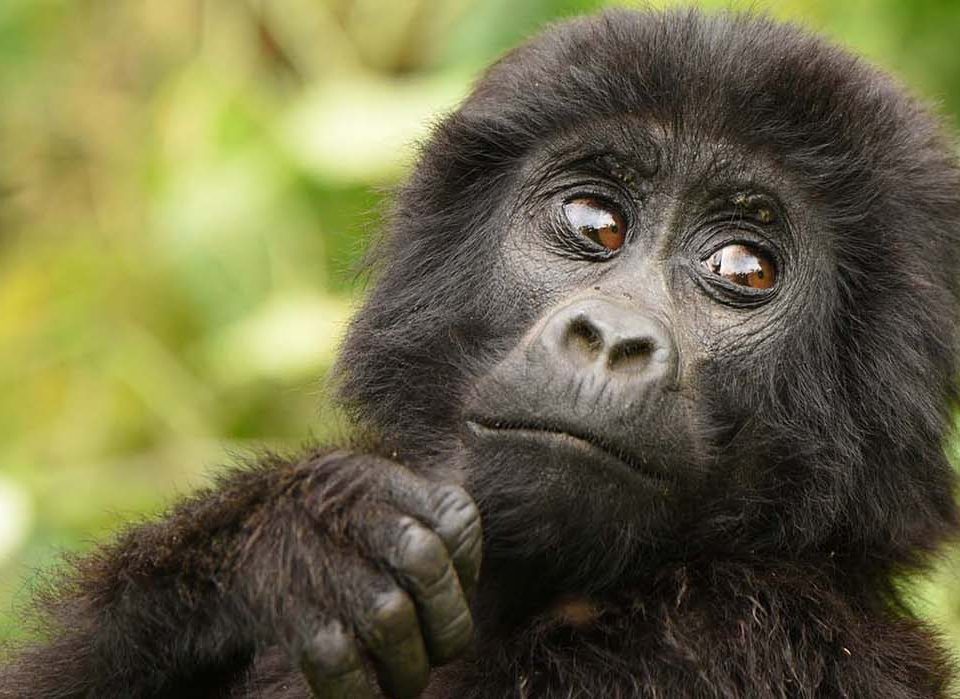 Your gorilla in Uganda